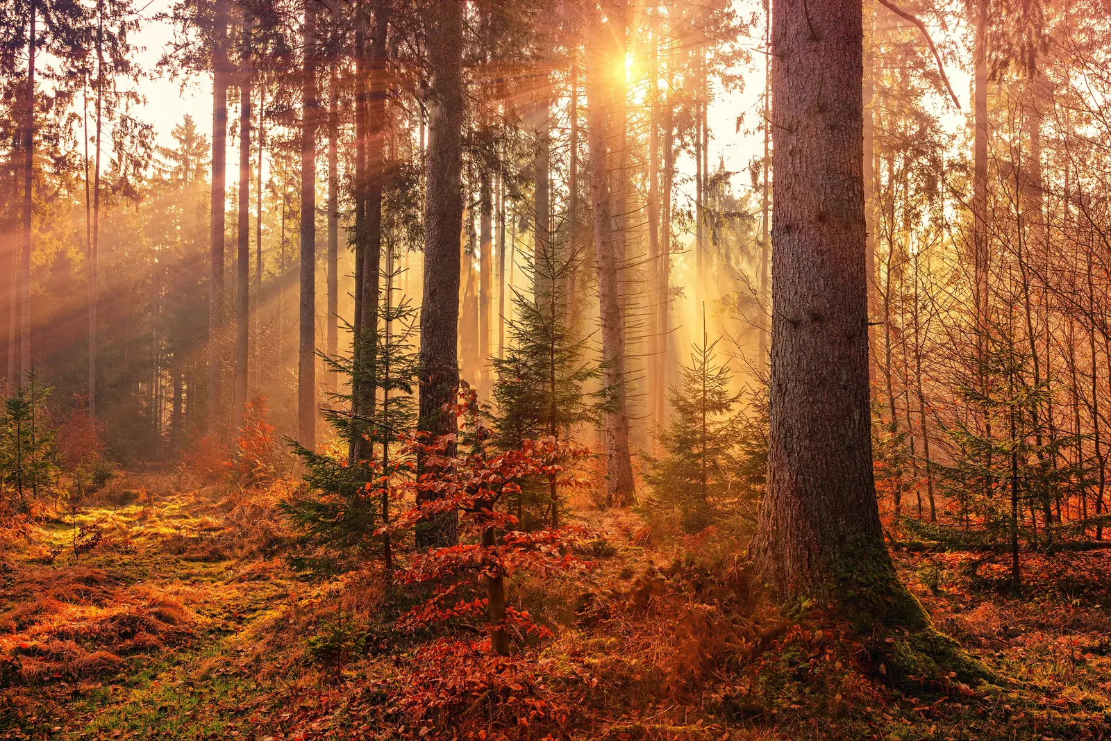 Image from johannes-plenio-RwHv7LgeC7s-unsplash.com Johannes Plenio